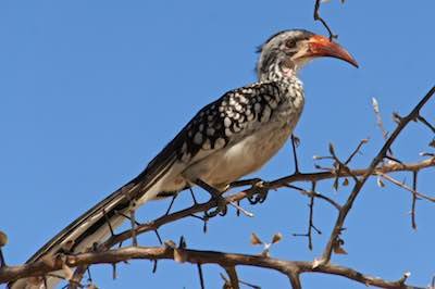 Hornbill perched in a tree in the Kalahari Desert, Botswana